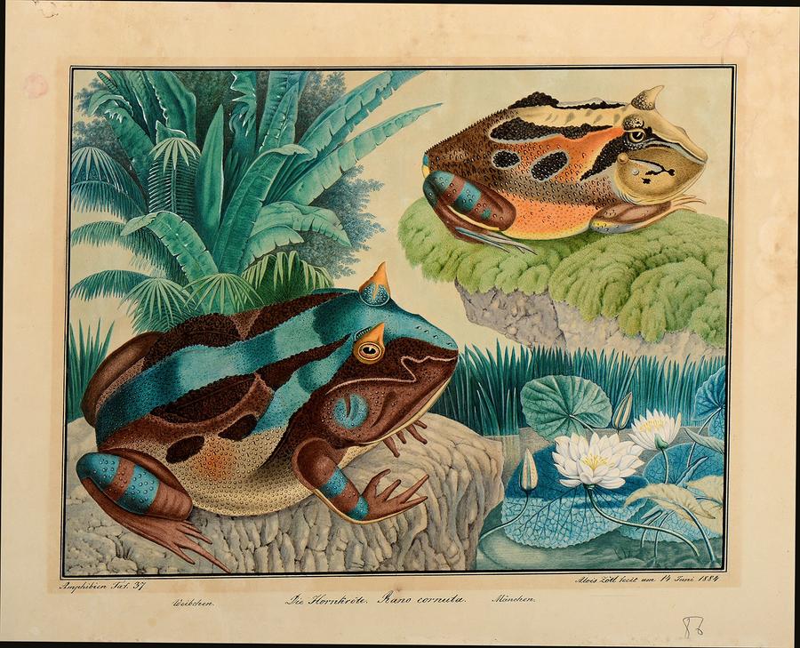 Aloys Zötl (1803-1887), Two Amazonian Horned Frogs, 1884, watercolour, Stephen Ongpin Fine Art
Stephen Ongpin Fine Art