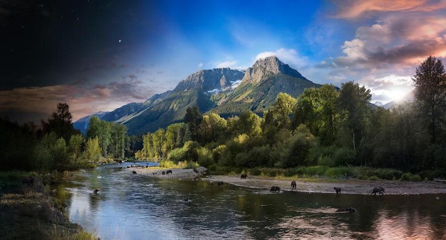 Stephen Wilkes, Grizzly Bears Bella Coola, British Columbia, Canada, Day to Night, 2018. Courtesy of Robert Klein Gallery, Boston.